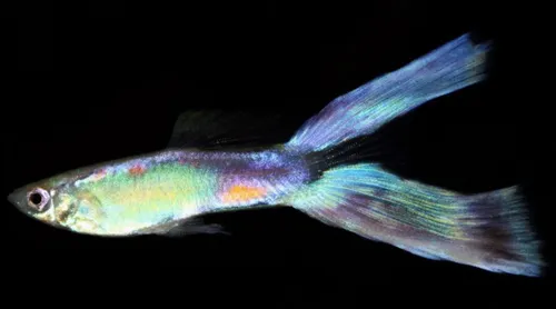 Lyre Tail Guppies