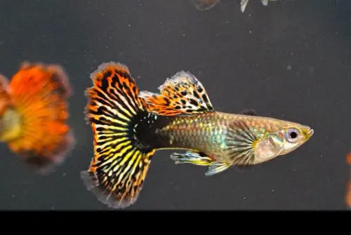 Red Dragon Guppies